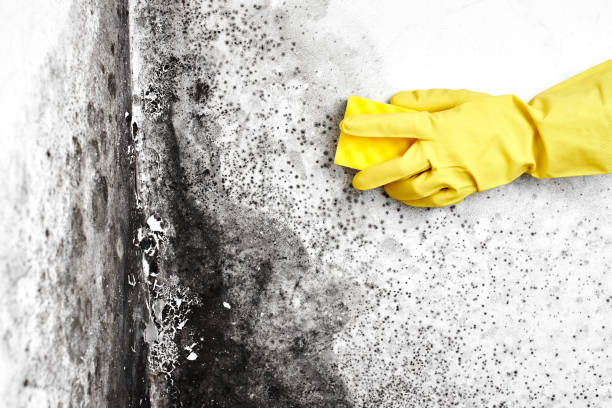 Best Commercial Mold Inspection  in Menonee, MI