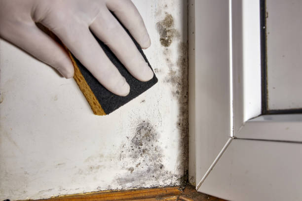 Best Residential Mold Inspection & Testing  in Menonee, MI